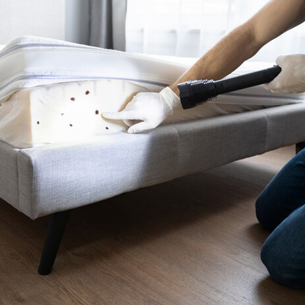 blog-bed-bugs (1)