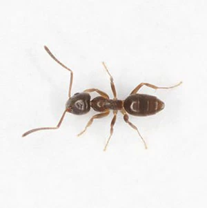 Odorous_house_ant_180515782322.jpgw3