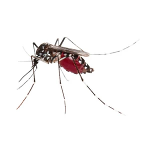 aedes-squares.jpgw3