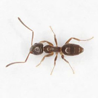 Apex Pest Control