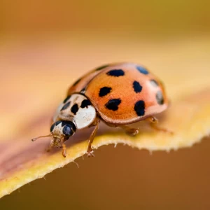asian-lady-beetle-squares.jpgw3