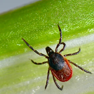 black-legged-deer-tick-squares.jpgw3