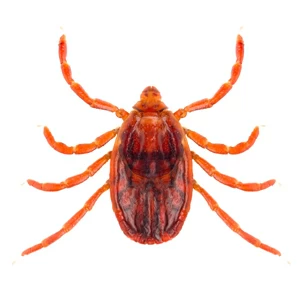 brown-dog-tick-squares.jpgw3