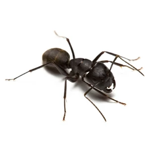 carpenter-ant-squares
