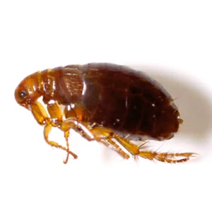 cat-fleas-squares.jpgw3