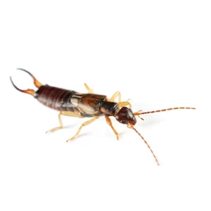 earwig-squares.jpgw3