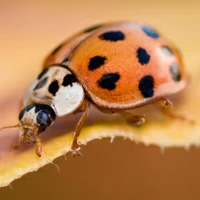 Apex Pest Control