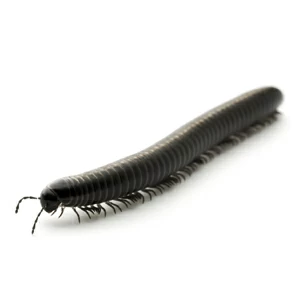 millipedes-squares.jpgw3