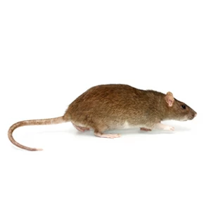 norway-rat-squares.jpgw3