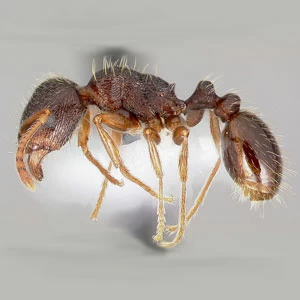 pavement-ant-300.jpgw3