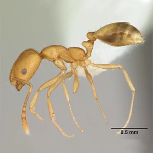 pharaoh-ant2