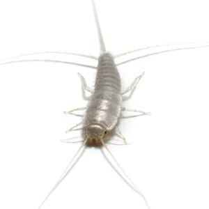 silverfish-squares.jpgw3