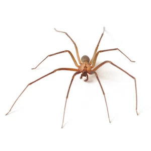 spiders-squares.jpgw3