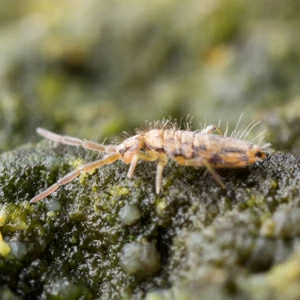 springtail-squares.jpgw3