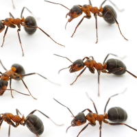 Apex Pest Control