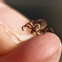 Apex Pest Control