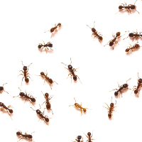 Apex Pest Control