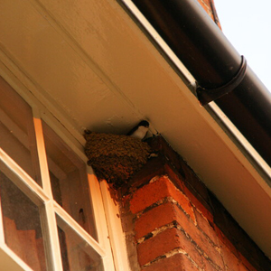 stinging-insect-control