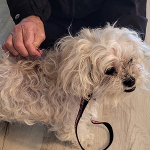 flea-tick-small-photo