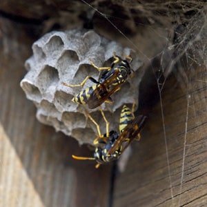 hornets