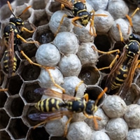 Apex Pest Control