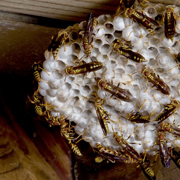 common-problems-bees-wasps